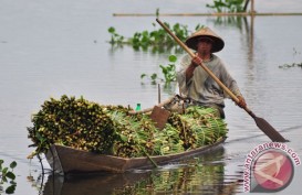 Ternyata, Eceng Gondok Bisa Jadi Bahan Bakar