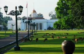 Nasi Goreng Kaki Lima Masuk Istana Bogor