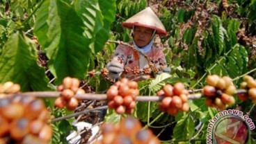 8.850 Ha Perkebunan Kopi Dioptimalkan Pacu Produksi