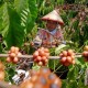 8.850 Ha Perkebunan Kopi Dioptimalkan Pacu Produksi