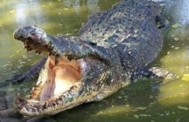 Buaya Berkeliaran di Permukiman Singkil Aceh