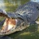 Buaya Berkeliaran di Permukiman Singkil Aceh