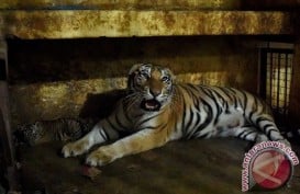 3 Bayi Harimau Lahir di Margasatwa Mangkang