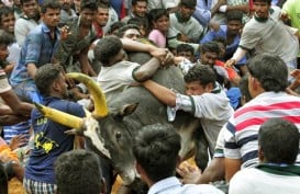 2 Orang Meninggal Dalam Olahraga Adu Banteng