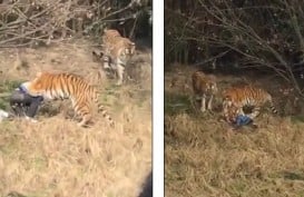 Harimau Terkam Pengunjung Yang Masuk ke Kandang di Kebun Binatang