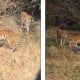 Harimau Terkam Pengunjung Yang Masuk ke Kandang di Kebun Binatang