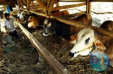 Pakar: Kasus Lobi Sapi Terjadi Akibat Siskeswanas