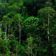 Gubuk Pembalak Liar Hutan Konservasi Dihancurkan Polisi