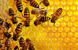 Peternakan Lebah Terganggu, Swedia Kekurangan Madu