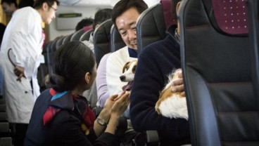 Di Jepang, Anda Diizinkan Bawa Anjing ke Pesawat