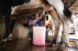 Harga Dasar Susu Rp6.000 Per Liter Belum Terealisasi