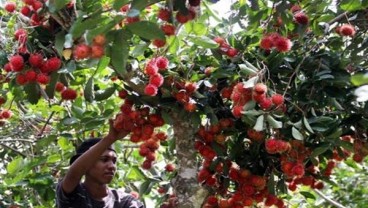 Festival Buah dan Bunga di Kambang Iwak