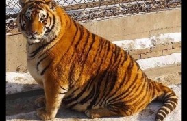 Foto Harimau Gembrot Ini Viral di China