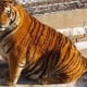 Foto Harimau Gembrot Ini Viral di China