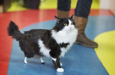 VIDEO: Aksi Kucing Lucu dengan Sepasang Kaki Bionik Barunya