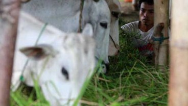 Tidak Asal Impor Daging
