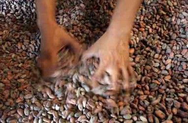 Salim Ivomas Pratama (SIMP) dan Daito Cacao Bentuk Usaha Patungan Bisnis Cokelat