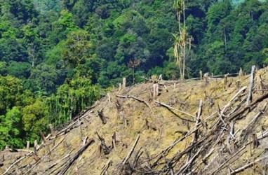 Jokowi: Jangan Berikan Hutan Hanya ke Konglomerat