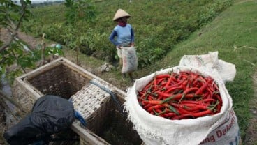 Hadapi Musim Penghujan, Sumsel Dorong Gerakan Menanam Cabai