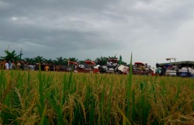 PENYALURAN KUR: BNI Bali Fokus Sasar Sektor Pertanian dan Perikanan