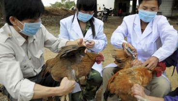 FLU BURUNG: 30% Unggas Hidup Di Provinsi China Ini Terinfeksi H7N9