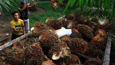 MANDIRI SEKURITAS: Sektor Perkebunan Overweight, Rekomendasi LSIP