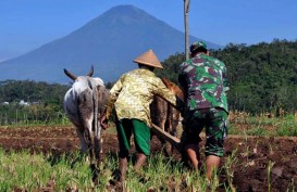 Sulsel Cetak Sawah Baru 2.500 Ha Tahun Ini