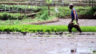 Sulsel Ingin Cetak Sawah Baru 2.500 Ha Tahun Ini