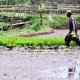 Sulsel Ingin Cetak Sawah Baru 2.500 Ha Tahun Ini