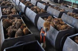 Ekonom: Riau Harus Bangun Industri Hilir CPO