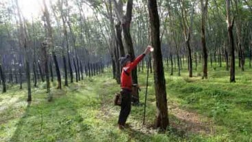 Lelang Karet: Petani Sumsel Nikmati Harga Tinggi