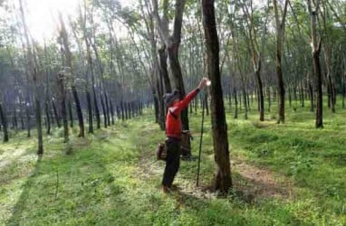 Lelang Karet: Petani Sumsel Nikmati Harga Tinggi