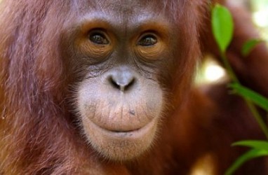 Orangutan di Bonbin Belanda Mencari Pasangan Lewat Tinder