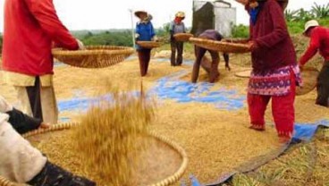 Empat Juta Ton Gabah Petani Bakal Diborong Pemerintah