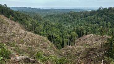 Kementerian LHK Akan Tindak Perambah Kawasan Hutan Rempang Galang