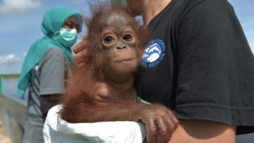 Beruntung, Bayi Orangutan Ini Dapat Diselamatkan Setelah Dipelihara Warga