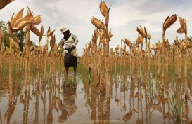 Program Zero Import Jagung Ditarget Terealisasi 2018