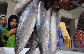 Pasar Ikan Modern: KKP Datangkan Pakar dari Jepang