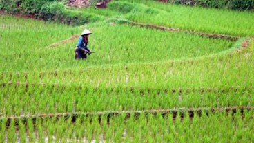 Pemkot Palembang Optimalisasi Lahan Pertanian Kejar Swasembada