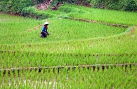 Pemkot Palembang Optimalisasi Lahan Pertanian Kejar Swasembada
