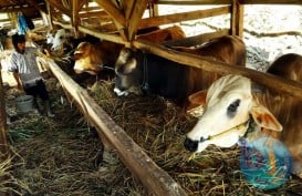 Pemerintah Tetapkan Berat Sapi Bakalan Jadi 450 Kg