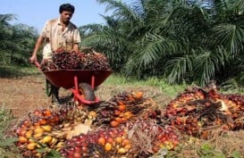 Perkebunan Sumut Akan Konversi 417,34 Ha Lahan Karet Ke Sawit