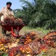 Perkebunan Sumut Akan Konversi 417,34 Ha Lahan Karet Ke Sawit