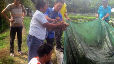 Asian Agri Bantu Petani Sawit Budidaya Lele Sebagai Solusi Replanting