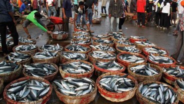 Harga Ikan Melonjak, Nilai Tukar Perikanan Naik