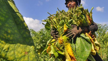 DPR: Petani Tembakau Harus Mendapatkan Perlindungan