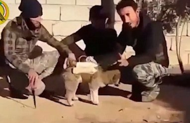 Keji, ISIS Gunakan Seekor Anjing Bahan Peledak untuk Melawan Musuh