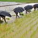 Air Laut Merembes, 387 Hektare Sawah Tak Bisa Digarap