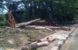 Pemkot Pontianak Ancam Sanksi Bagi Perusak Pohon