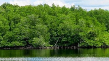 Jabar Minta Swasta Peduli Hutan Mangrove